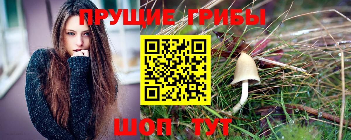 Псилоцибиновые грибы Psilocybine cubensis Брянск